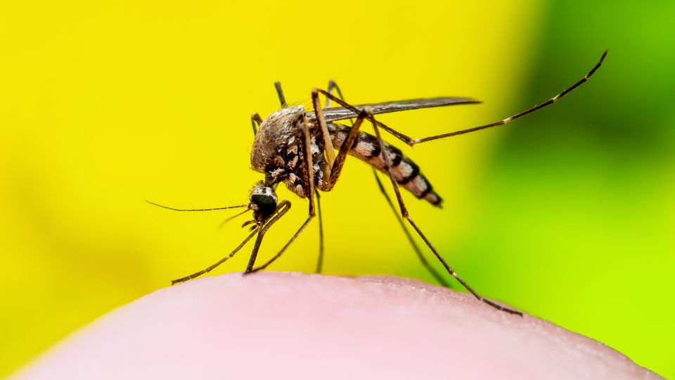 dengue vaccine manchester